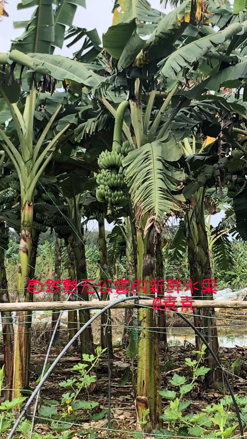 西贡蕉有机水果
