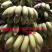 西贡蕉有机水果