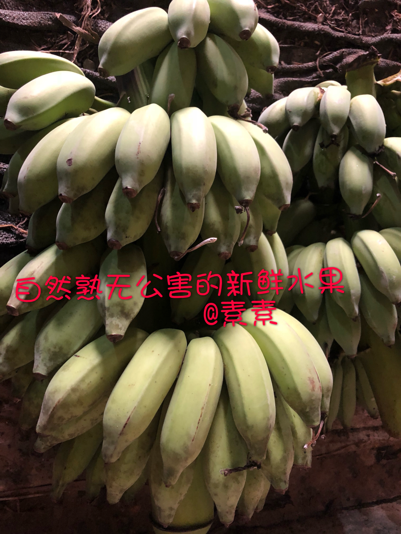西贡蕉有机水果