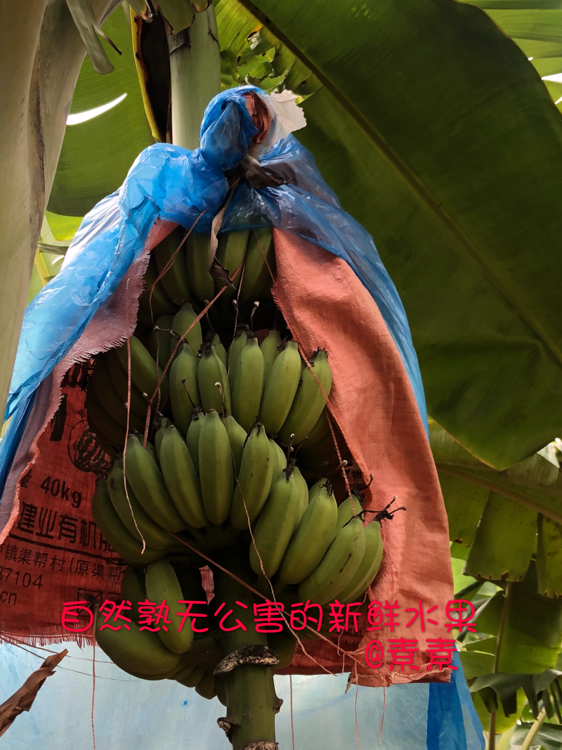 西贡蕉有机水果
