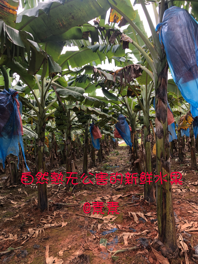 西贡蕉有机水果