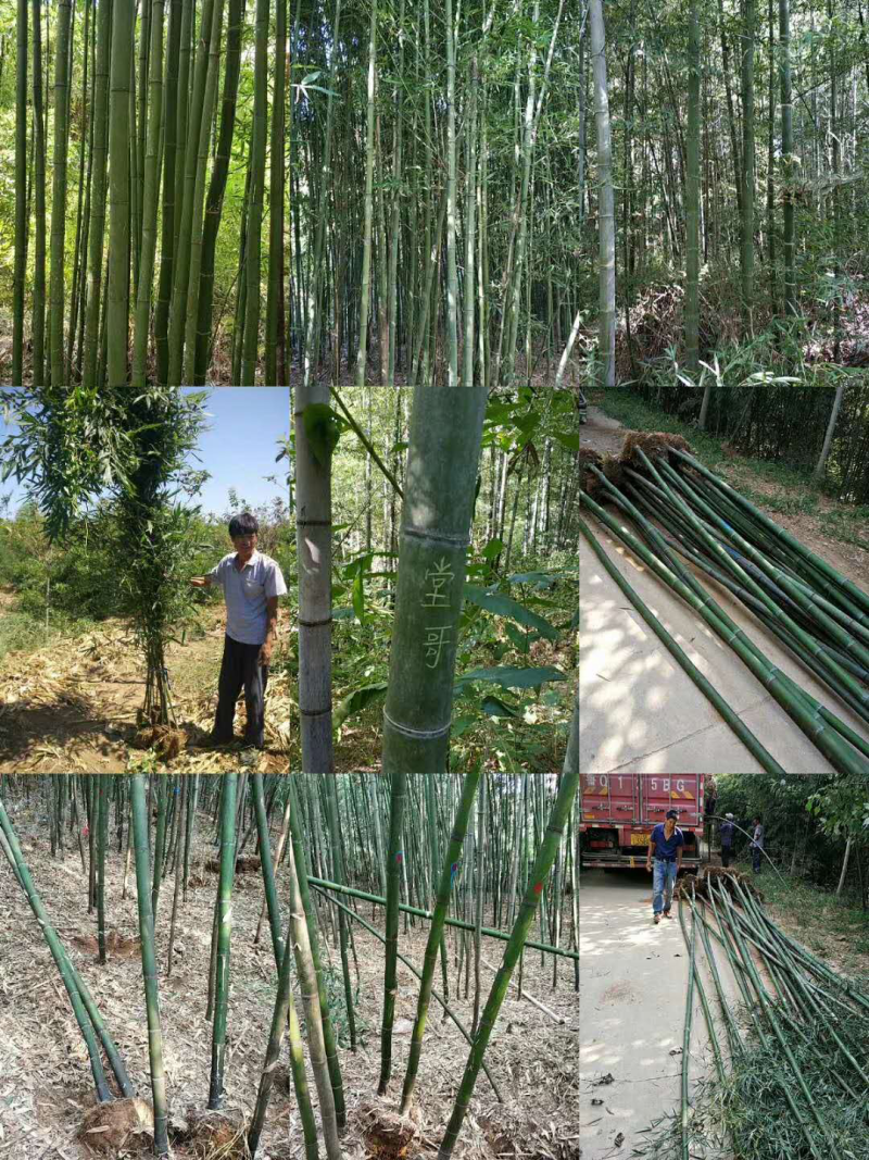 竹子，青竹，刚竹，早园竹，紫竹，金镶玉，2公分以上