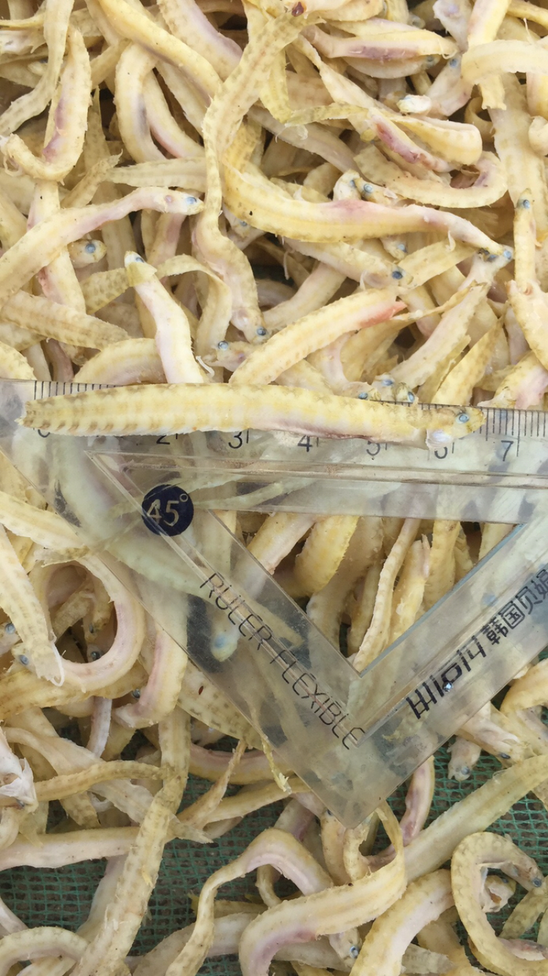 麻辣丁香鱼专用原料
