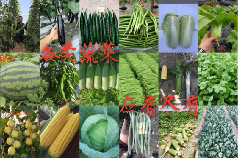 西兰花种子〈绿秀60〉