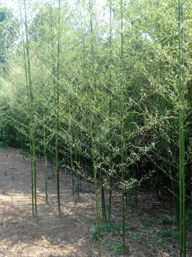 竹子，青竹，刚竹，早园竹，紫竹，金镶玉，2公分以上