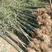 竹子，青竹，刚竹，早园竹，紫竹，金镶玉，2公分以上