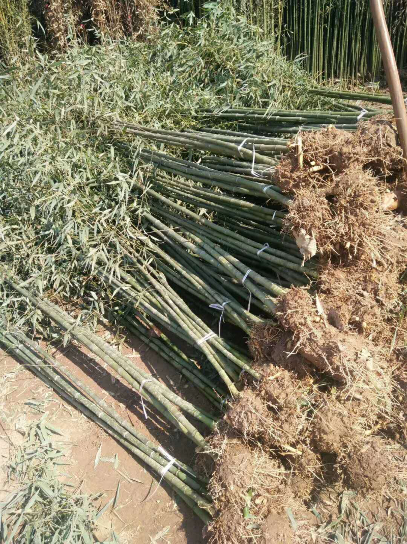 竹子，青竹，刚竹，早园竹，紫竹，金镶玉，2公分以上