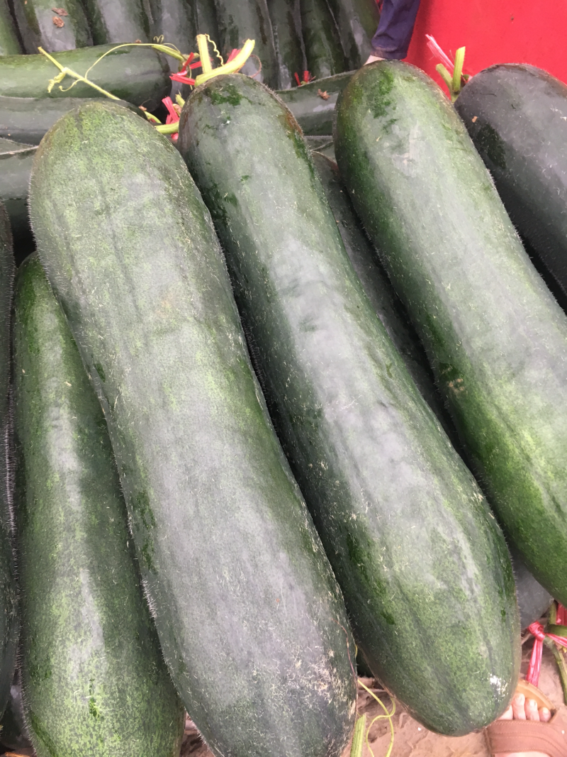 冬瓜