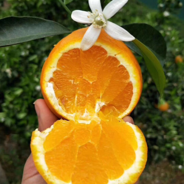 伦晚脐橙支持线上看货，线上交易