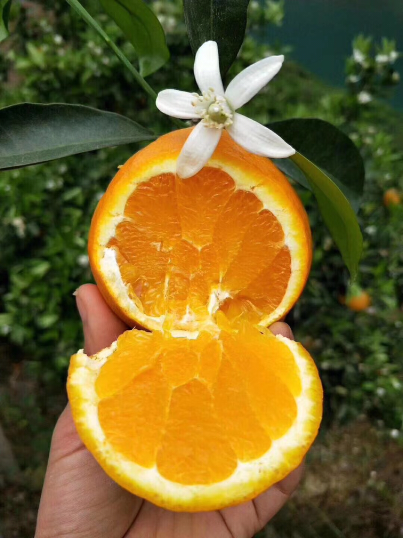 伦晚脐橙支持线上看货，线上交易