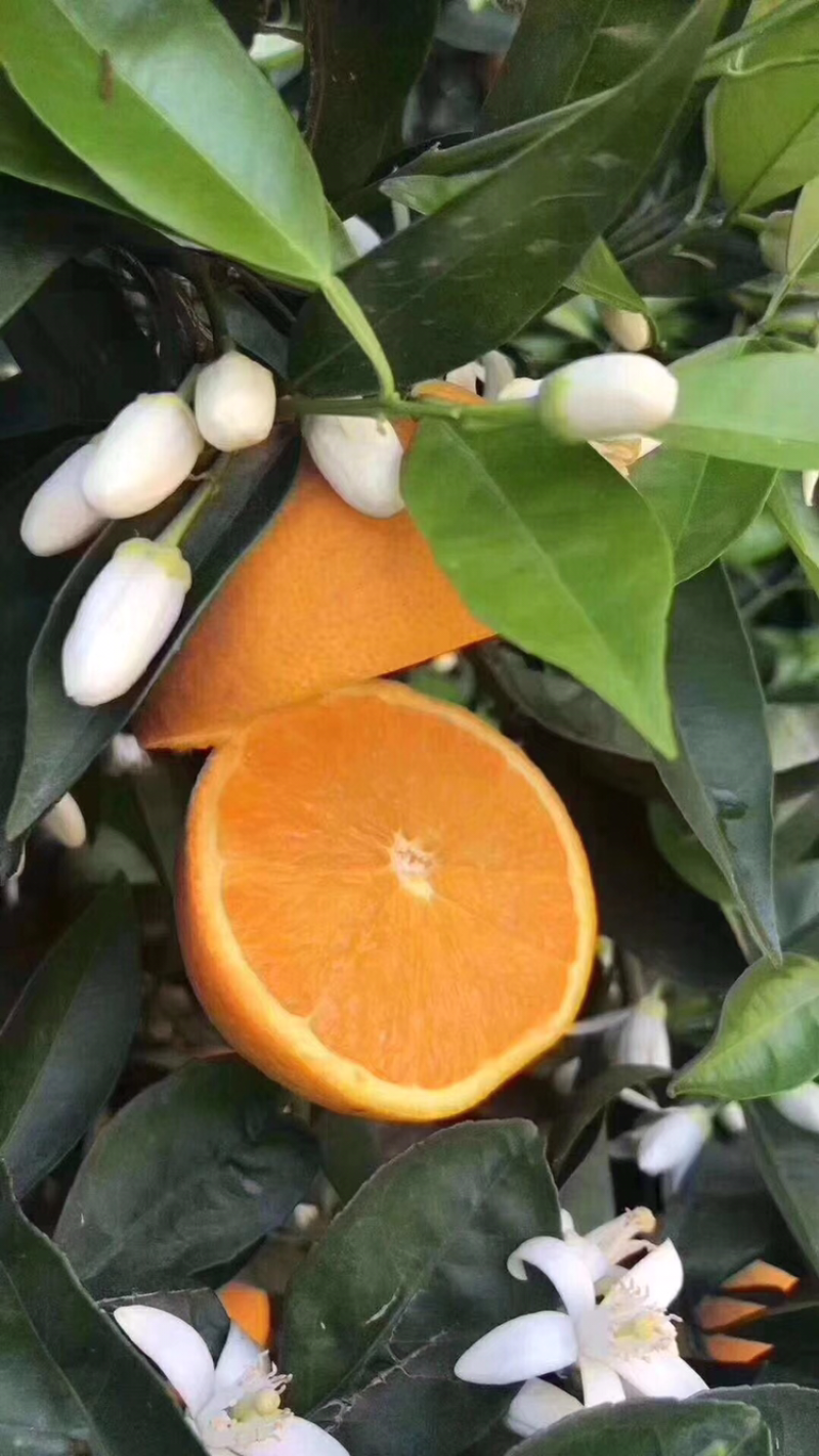 伦晚脐橙支持线上看货，线上交易