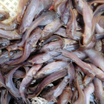 本地塘鲺苗。5至6公分