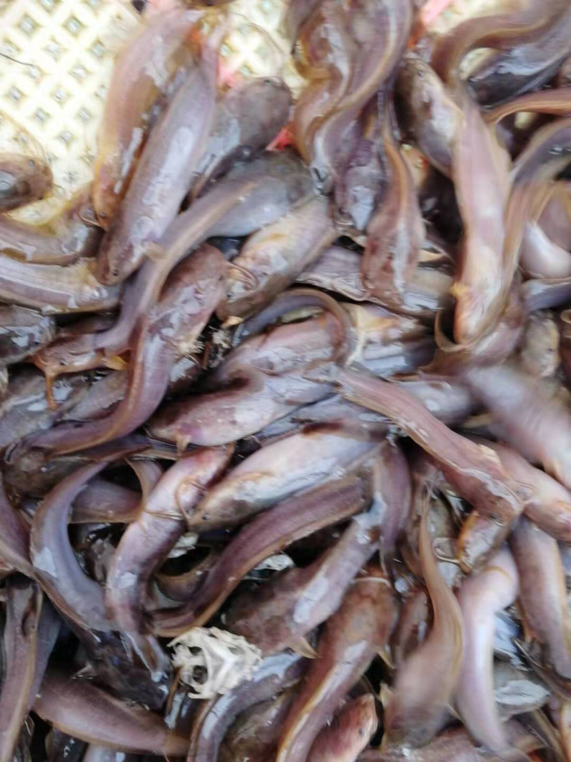 本地塘鲺苗。5至6公分