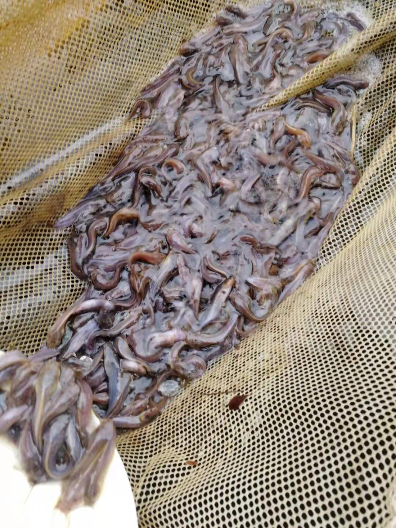 本地塘鲺苗。5至6公分