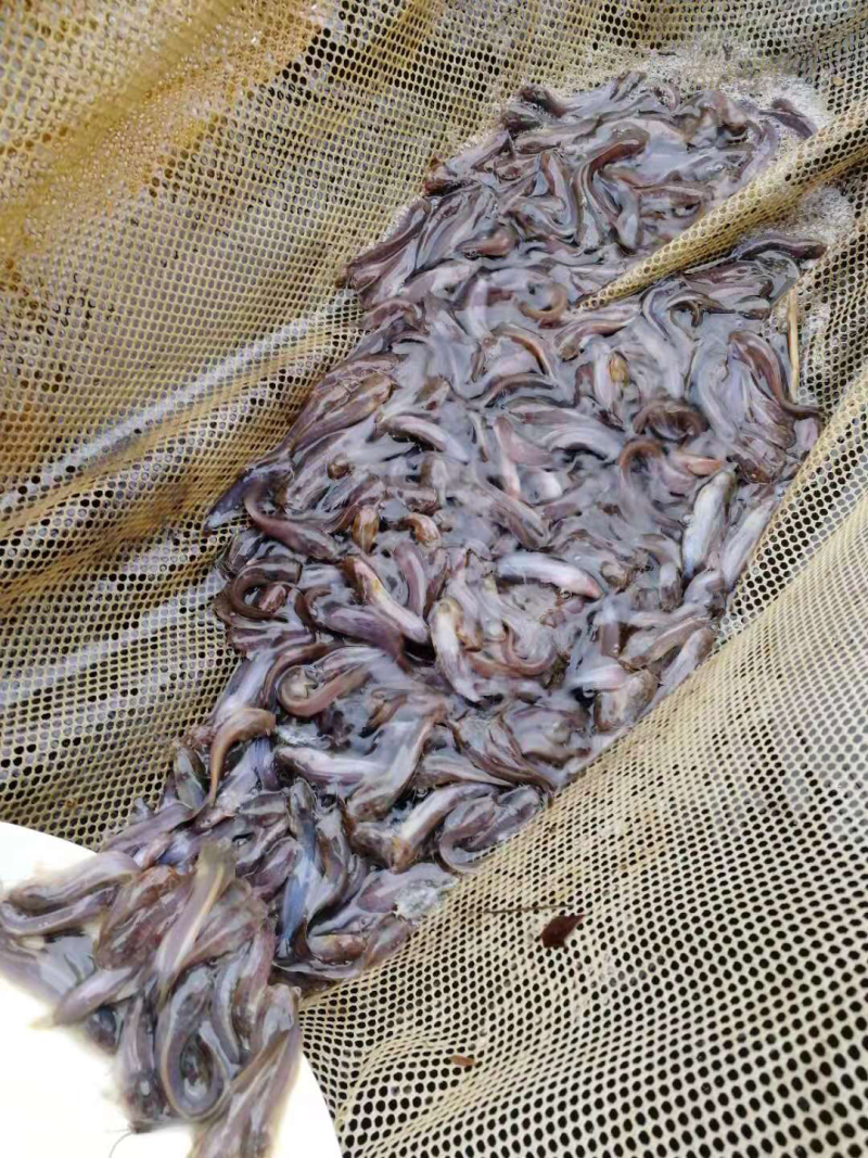 本地塘鲺苗。5至6公分