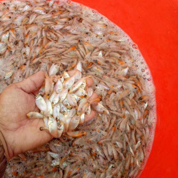 红罗非彩虹雕