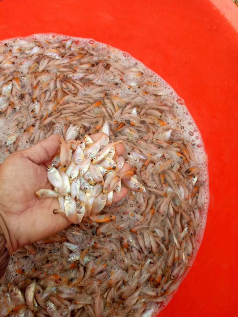 红罗非彩虹雕