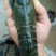 澳洲龙虾苗
