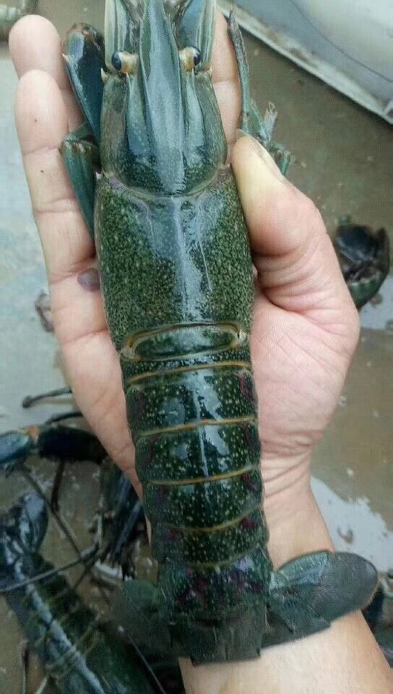 澳洲龙虾苗