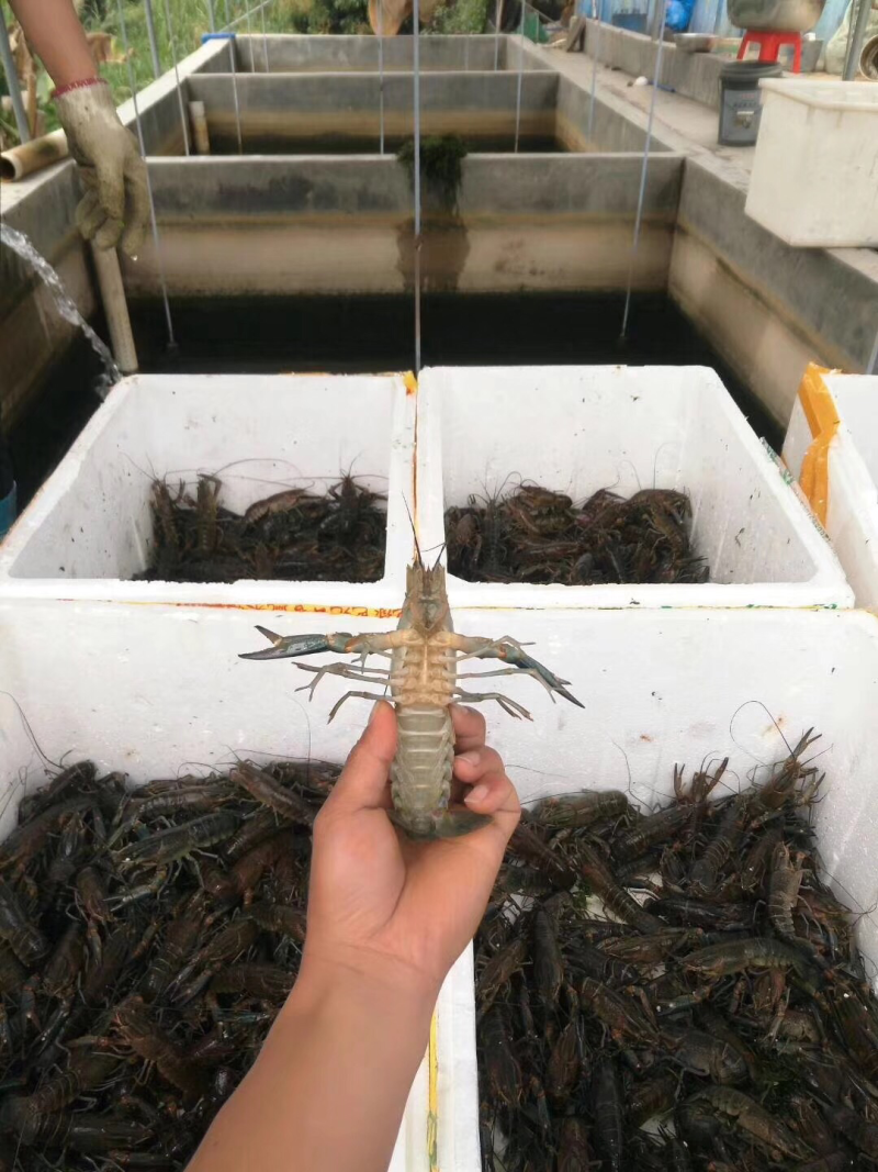 澳洲龙虾苗