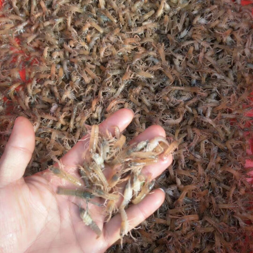 澳洲龙虾苗