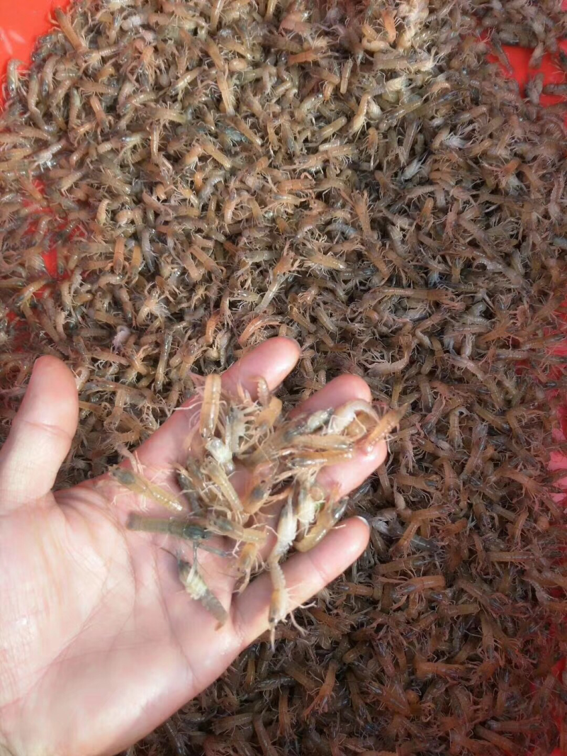 澳洲龙虾苗