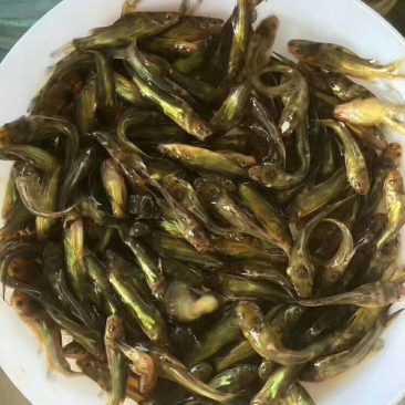 黃顙鱼苗