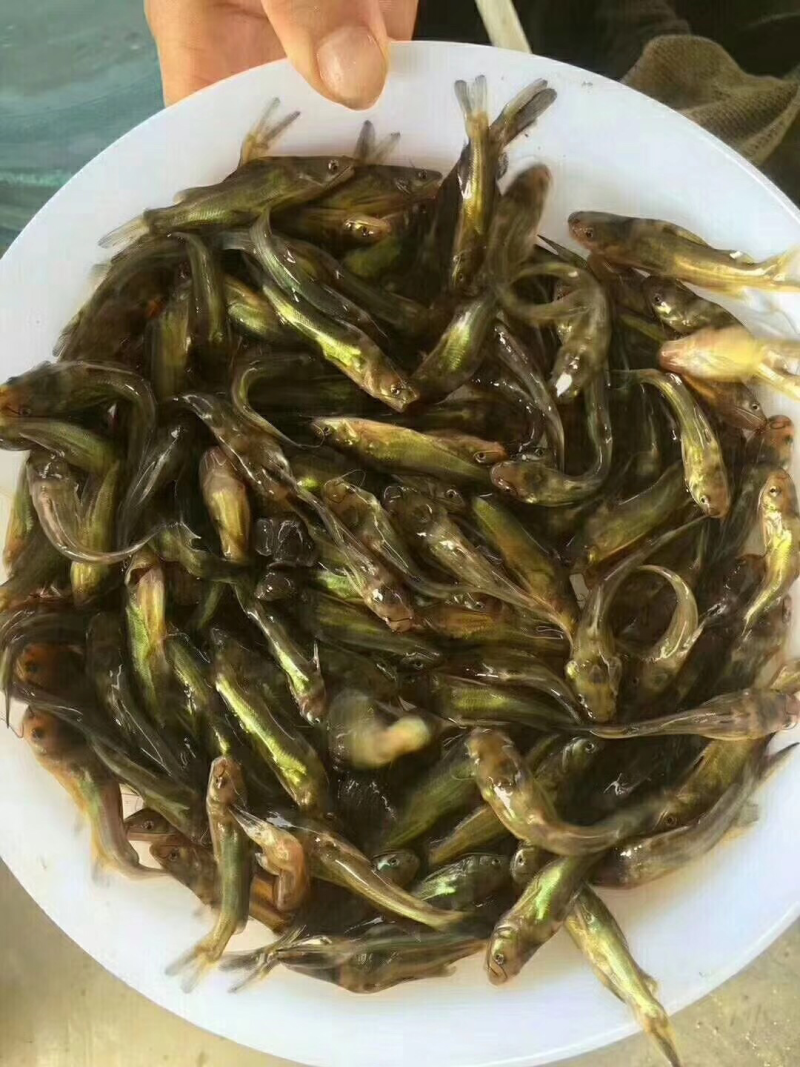 黃顙鱼苗