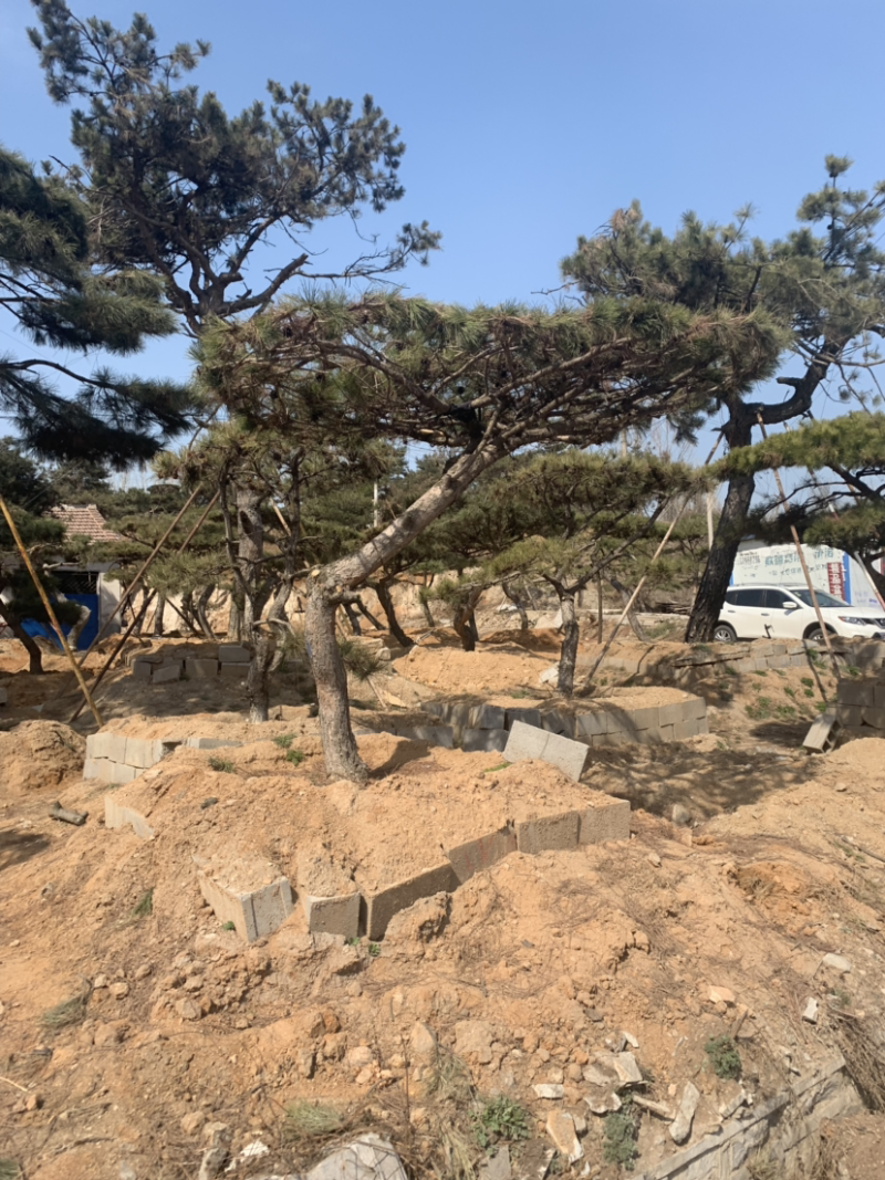 造型黑松