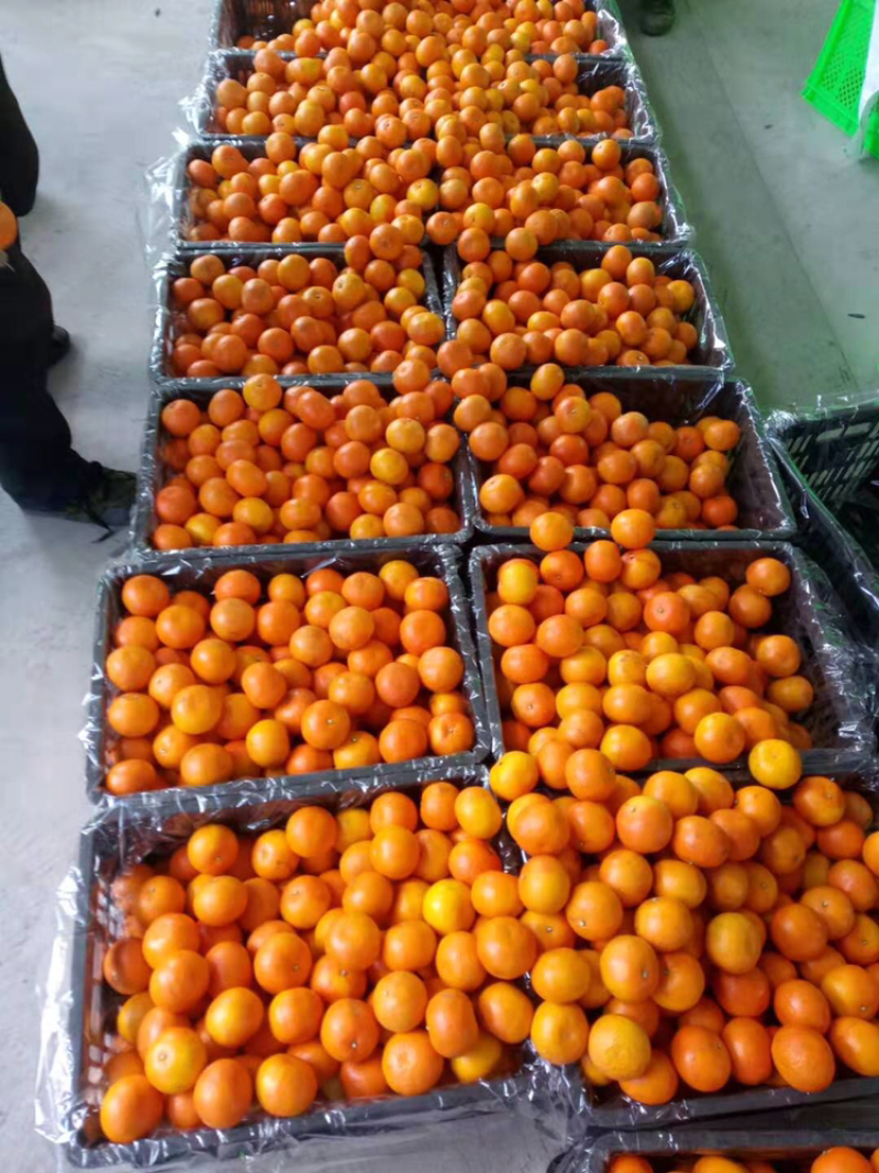 云南省普洱市高原精品沃柑