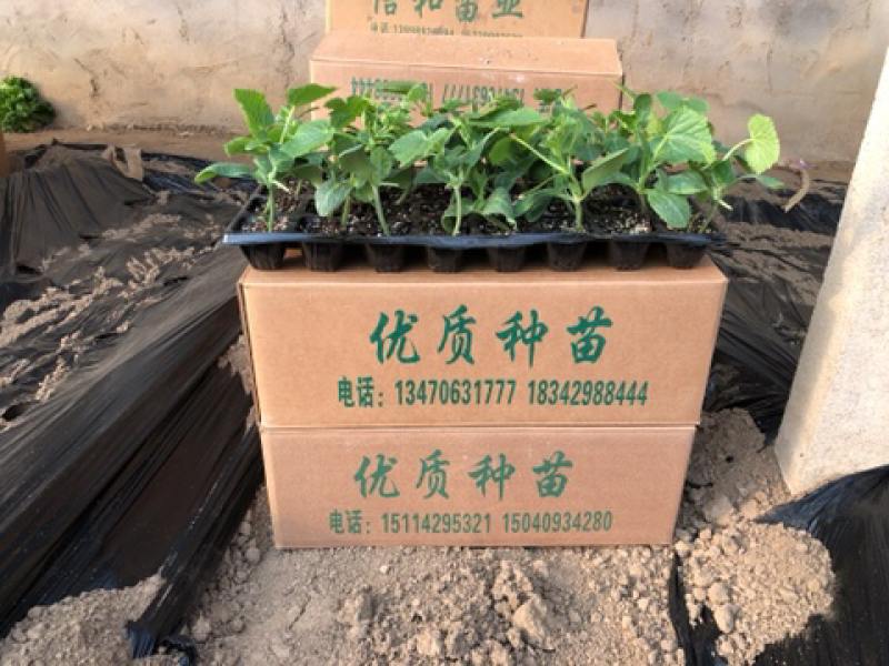 黄瓜苗