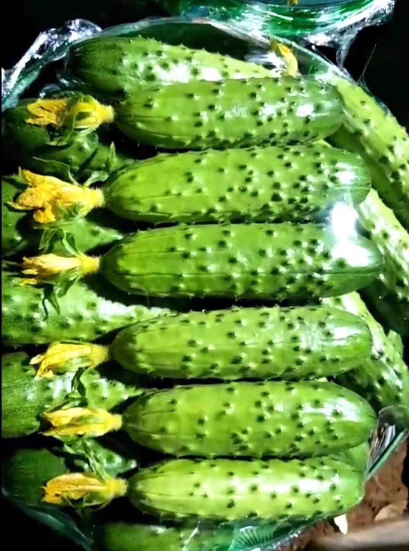 黄瓜苗