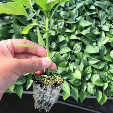 辣椒苗