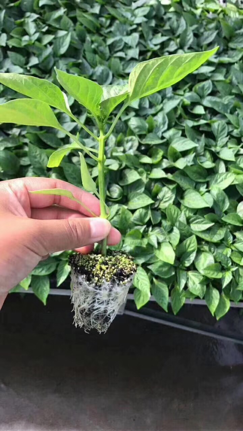 辣椒苗
