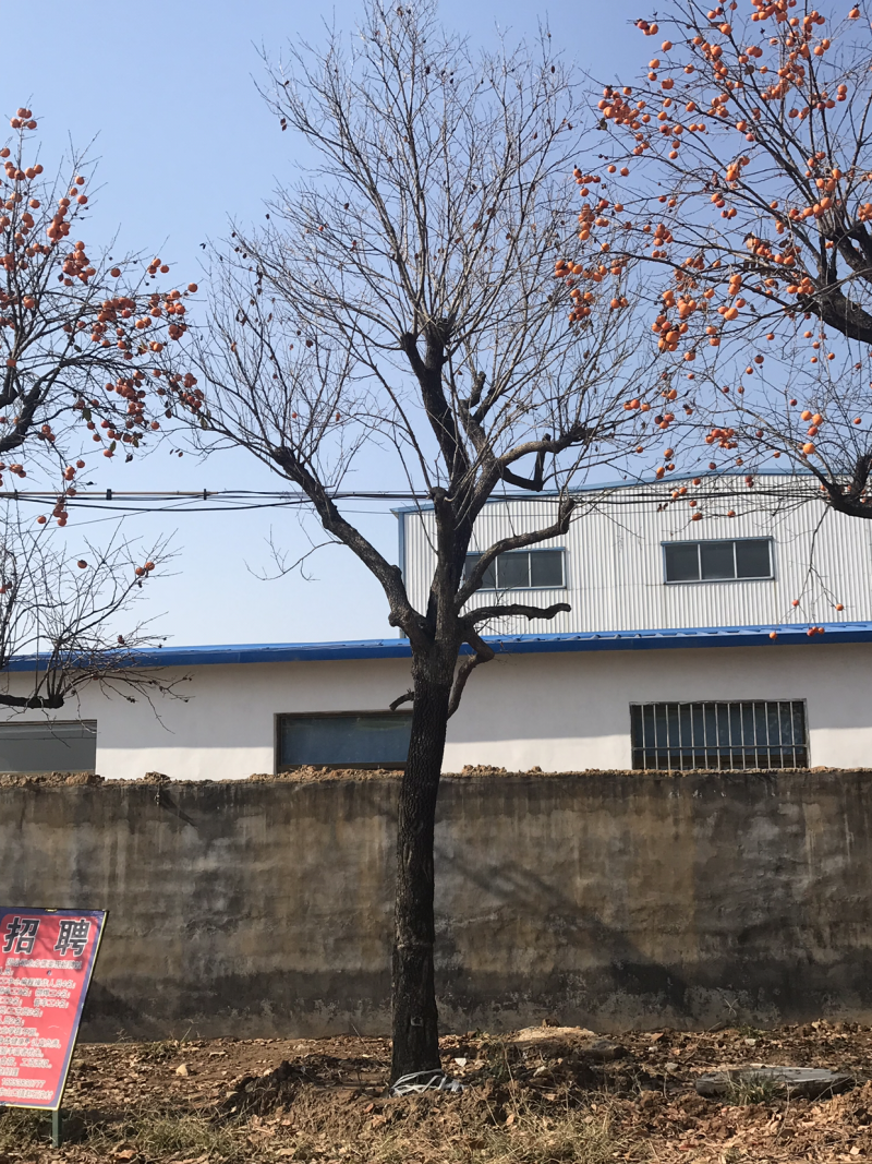 柿子树