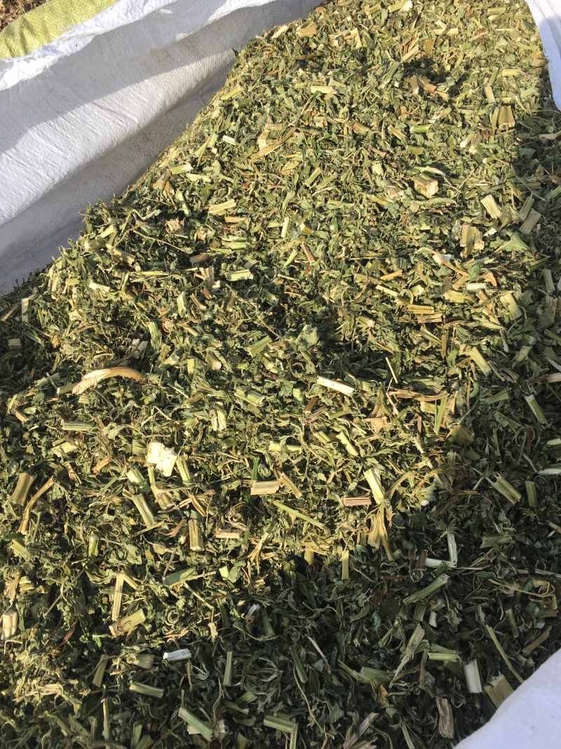 益母草10元/公斤