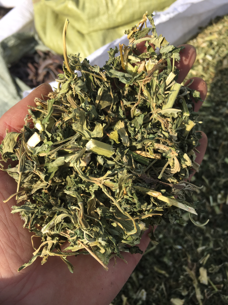 益母草10元/公斤