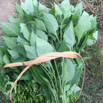 野生百花菜，野生蕨菜，