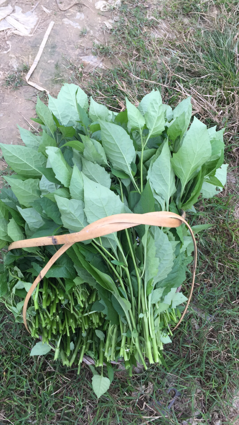 野生百花菜，野生蕨菜，