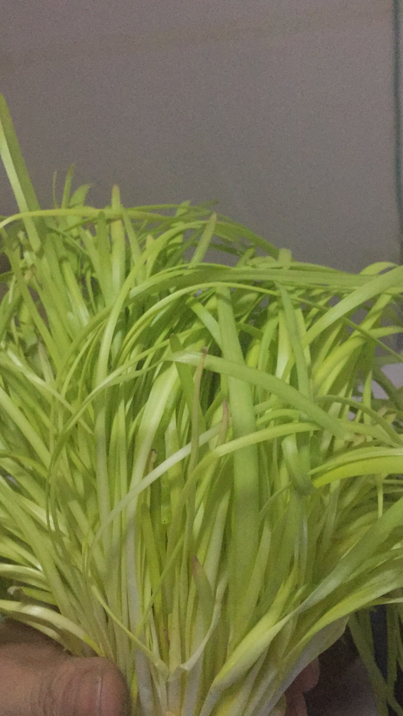 利顺弘牌牛奶黄韭