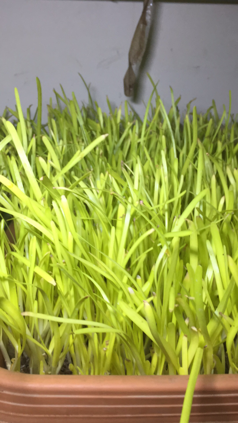利顺弘牌牛奶黄韭