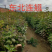 东北连翘播种小苗，扦插小苗，产地直销，全国邮寄。