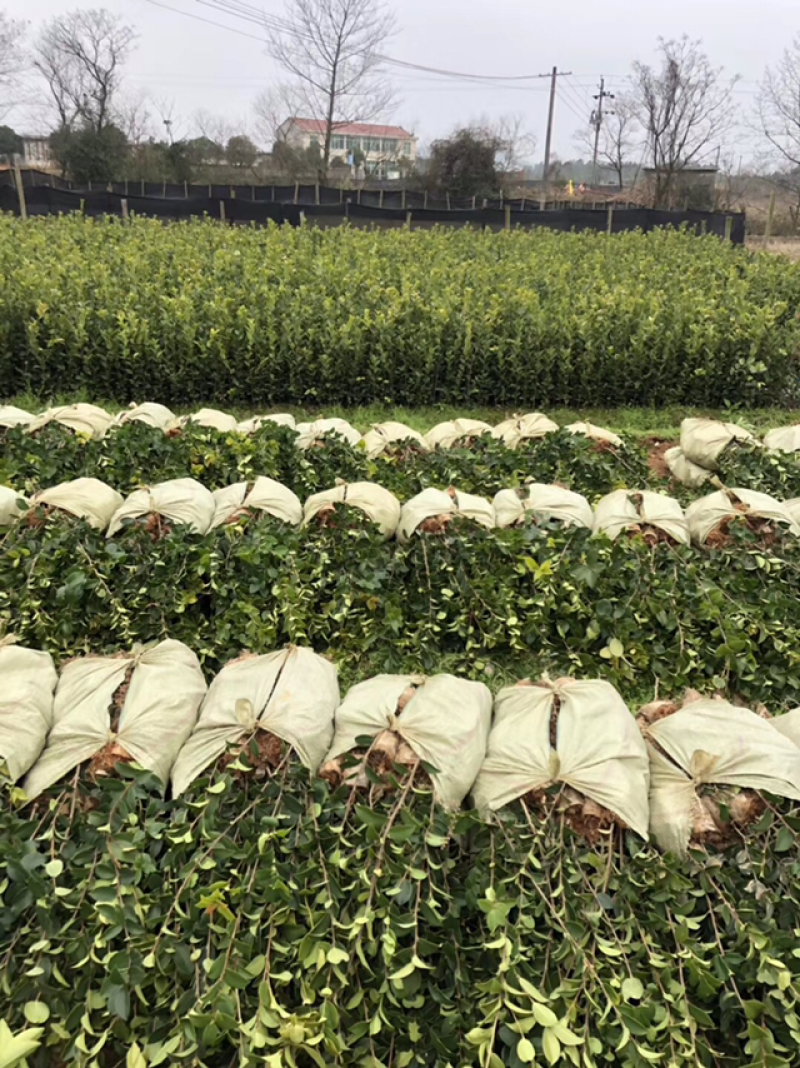 长林系列品种油茶杯苗，品种良