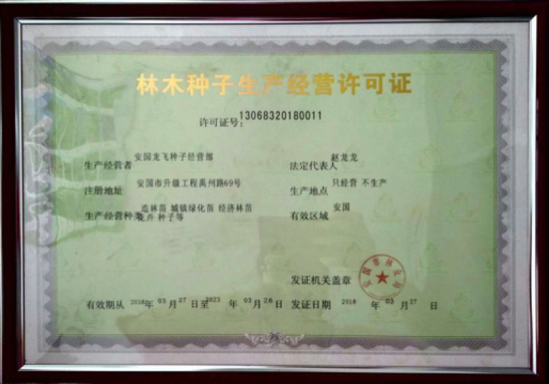 31号黄柴胡种子2019年新货