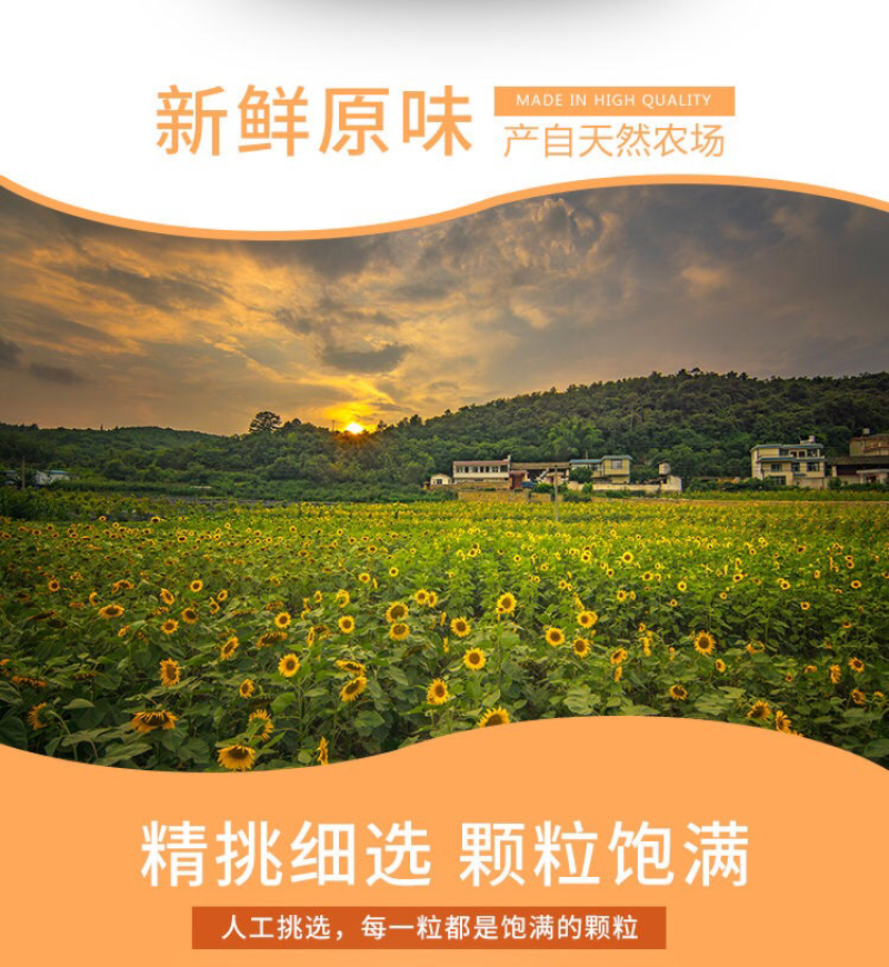 瓜子仁油葵瓜子仁