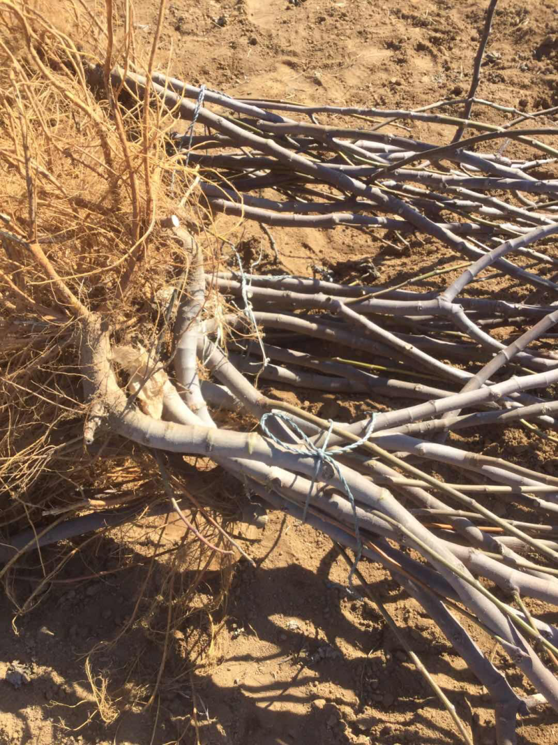 威海无花果苗，无花果苗，青皮无花果苗