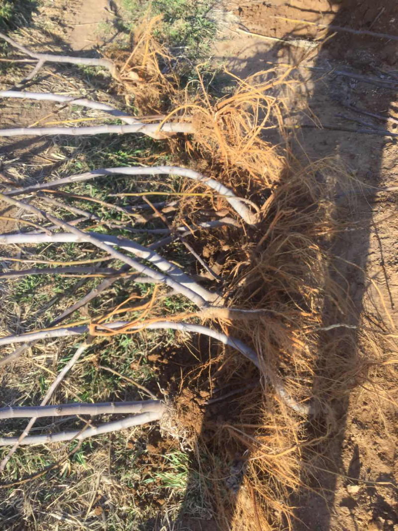 威海无花果苗，无花果苗，青皮无花果苗