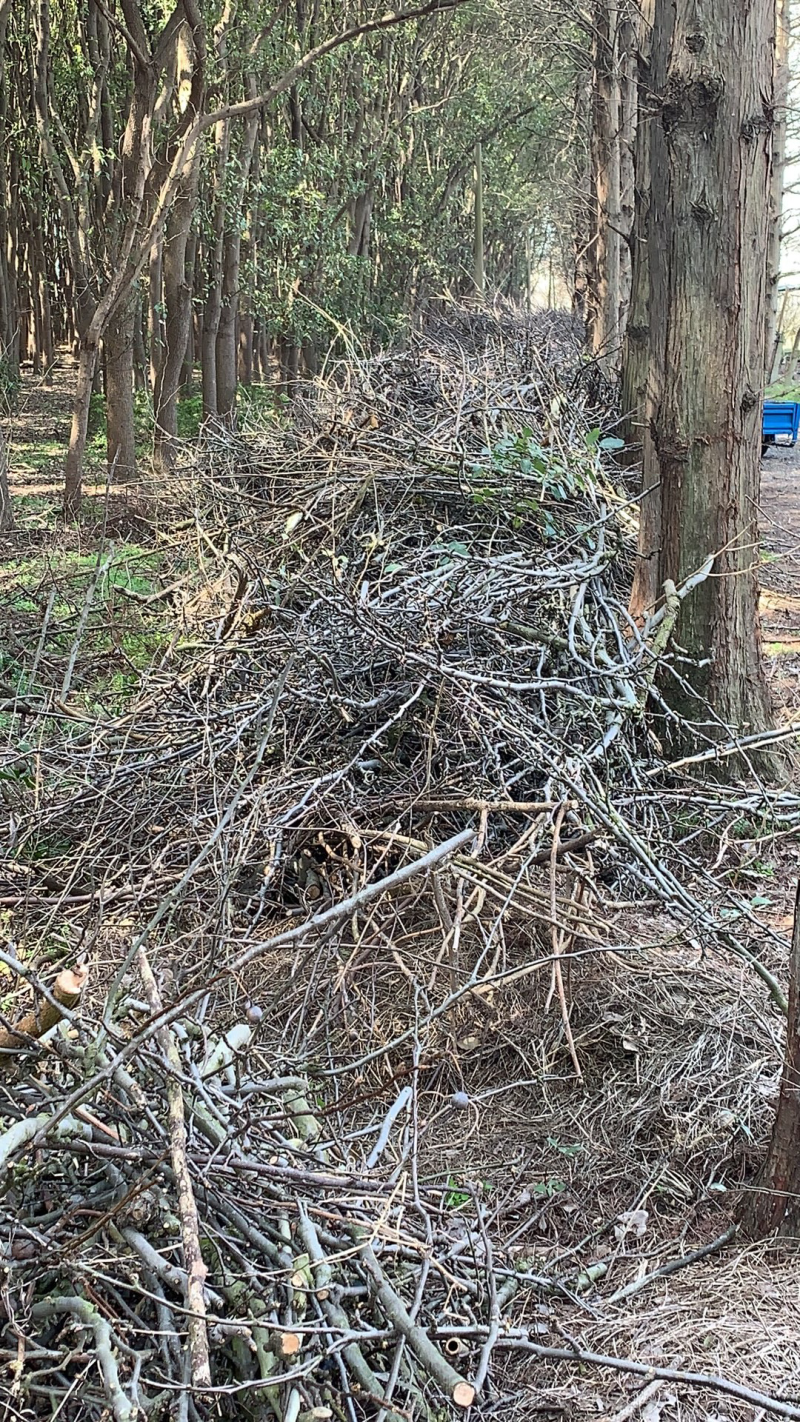 苏州吴江大量梨树枝供应！可加工木屑、香菇木耳、板材、锅炉
