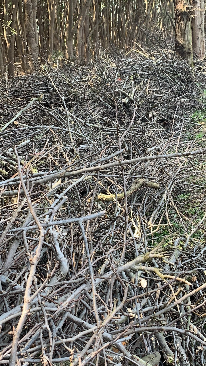 苏州吴江大量梨树枝供应！可加工木屑、香菇木耳、板材、锅炉