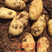 广西钧盛农业科技有限公司冬种马铃薯鲜薯上市，希森3号